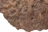 Silurian Fossil Crinoid (Scyphocrinites) Plate - Morocco #148557-5